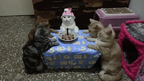 Happy birthday cat with cake gif | Birthday Star