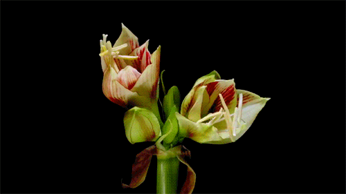 timelapse flores GIF