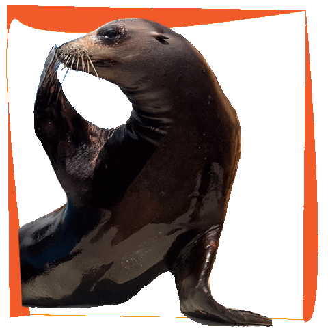 Miami Seaquarium Sticker