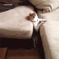 Chihuahua Angry Gifs Get The Best Gif On Giphy Chihuahua Angry Gifs Get The Best Gif On Giphy