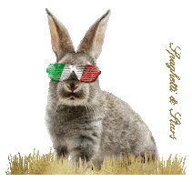 Bunny Italy Sticker by Spaghetti & Stars