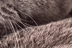 Kitten Bsh GIF