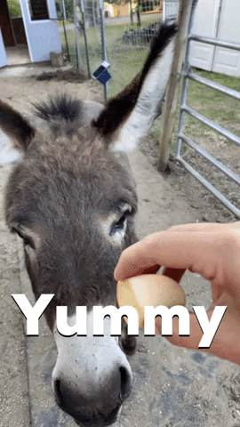 CaringCowgirl donkey caring cowgirl animal therapy GIF