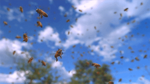 abelhas GIF