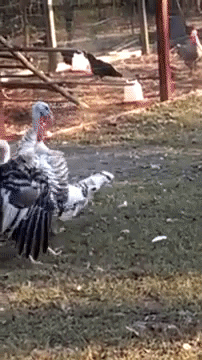 drunk thanksgiving turkey dizzy fall down GIF