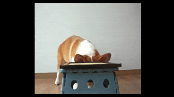 200.gif?cid=fc005b08c21369b78ee3d33dc149af0a23412b65527c3626&rid=200.gif&ct=g