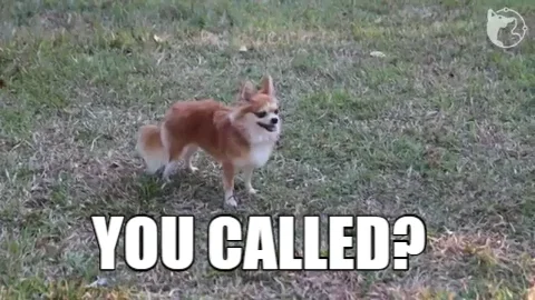 Call Chihuahua GIF