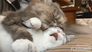 kitten sleep GIF