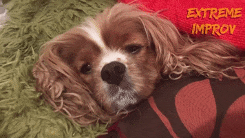 King Charles Cavalier Spaniel Dog GIF by Extreme Improv