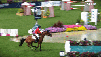 horse flying GIF by FEI Global