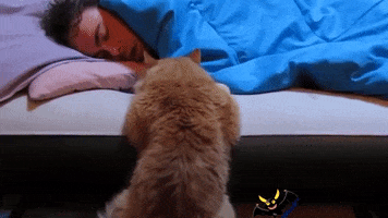 Gato Me Despierta GIF