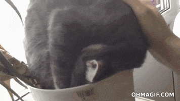 http://media2.giphy.com/media/KG0LR5lyAYsE/200.gif