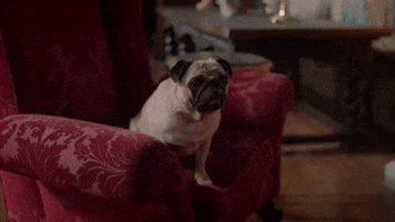 Pug Sit GIF by MASTERPIECE | PBS