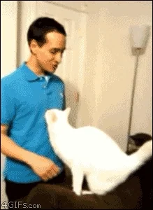 cat hugs GIF
