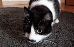 Cat What GIF