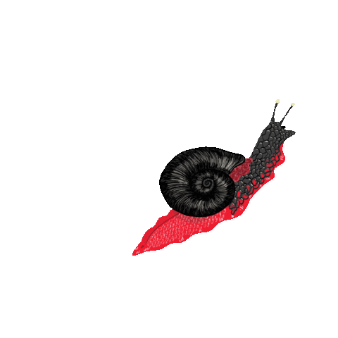 Snail Sticker