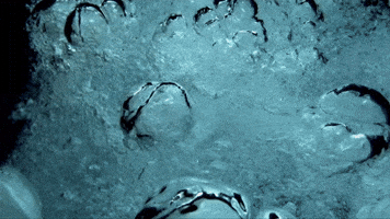 Water Wonders Of The Deep GIF by The Chemical Brothers