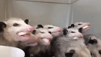 Banana GIF