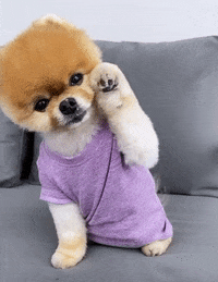 Dog Waving Gifs Get The Best Gif On Giphy Dog Waving Gifs Get The Best Gif On Giphy
