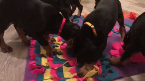 Pet Dog Snuffle Mat Pet Sniffing Training Blanket Detachable Fleece Pa ?  Smith n Jones