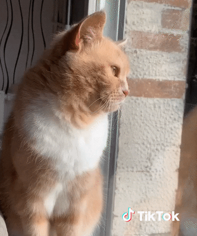 Chat Roux Gifs Get The Best Gif On Giphy