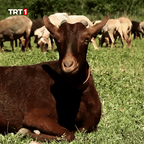Look What GIF by TRT