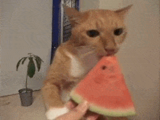 To watermelon μας