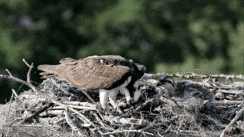 Osprey GIF