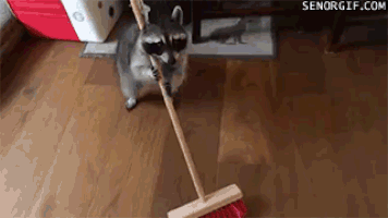ares raccoons GIF