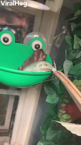 Frog Jumps Ahead At Mealtime GIF by ViralHog