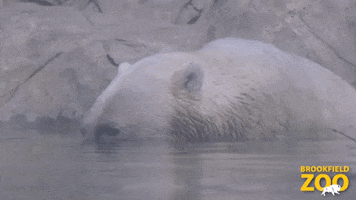 Hungry Conservation GIF by Brookfield Zoo