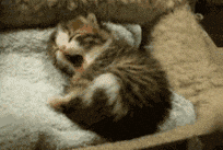 giphy.gif?cid=82a1493bv3oqnbdf9mk1yru052cuddxv93czipfmx9hekczn&rid=giphy.gif