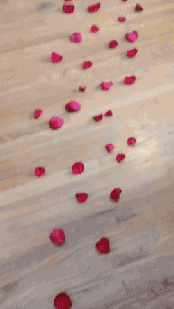 Rose Petals Gifs Primo Gif Latest Animated Gifs
