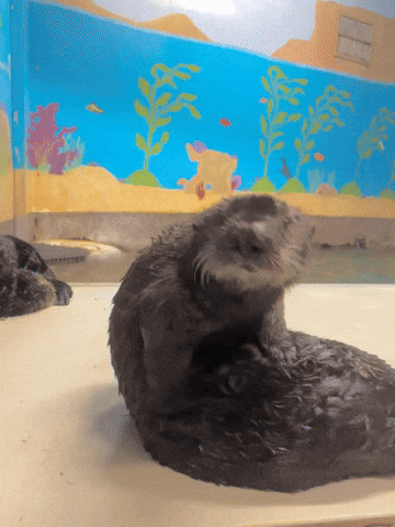 Sea Otter Scratch GIF by Aquarium of the Pacific