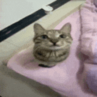 Cat Meme GIF