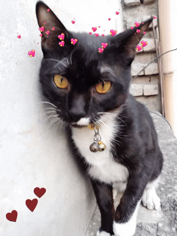Cat GIF