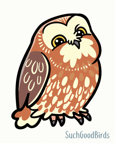 Bounce Owl GIF