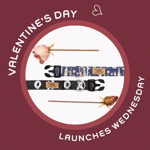 GIF by Dogpackcollars