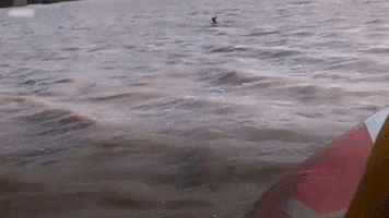 Kangaroo GIF by FOUR PAWS Australia