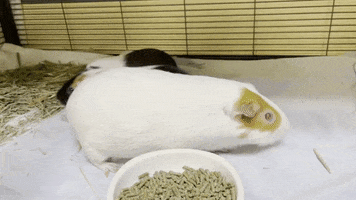 Monmouth County SPCA GIF