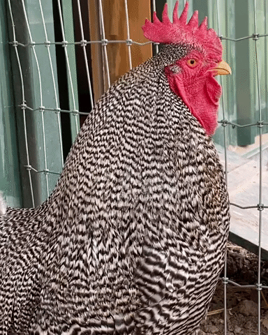 Vegan Chicken GIF by Catskill Animal Sanctuary