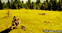 narnia GIF