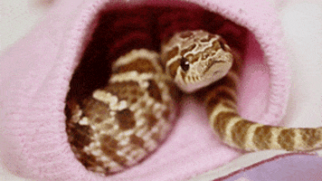 western hognose snakes GIF