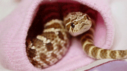 Hognose GIFs - Get the best GIF on GIPHY