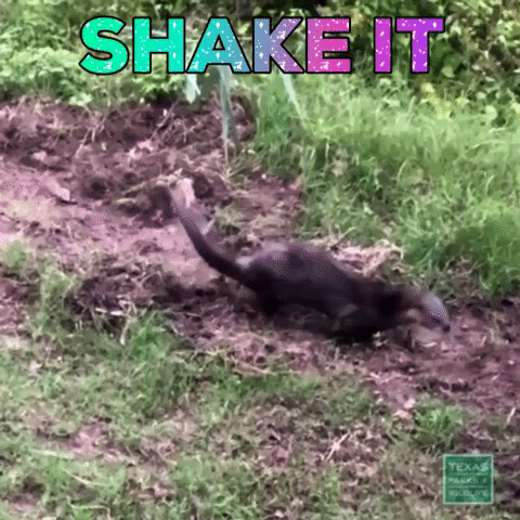 TexasParksAndWildlife dance sassy otter shake it GIF