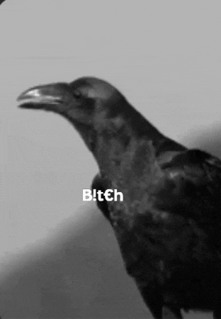 Black Bird GIF