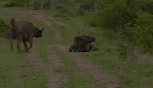 Lion Bull GIF - Find & Share on GIPHY