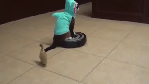 Vacuum Cleaner Cat GIF