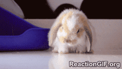 bunny fatigue GIF