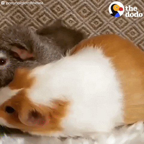 hamsters eating GIF by The Dodo